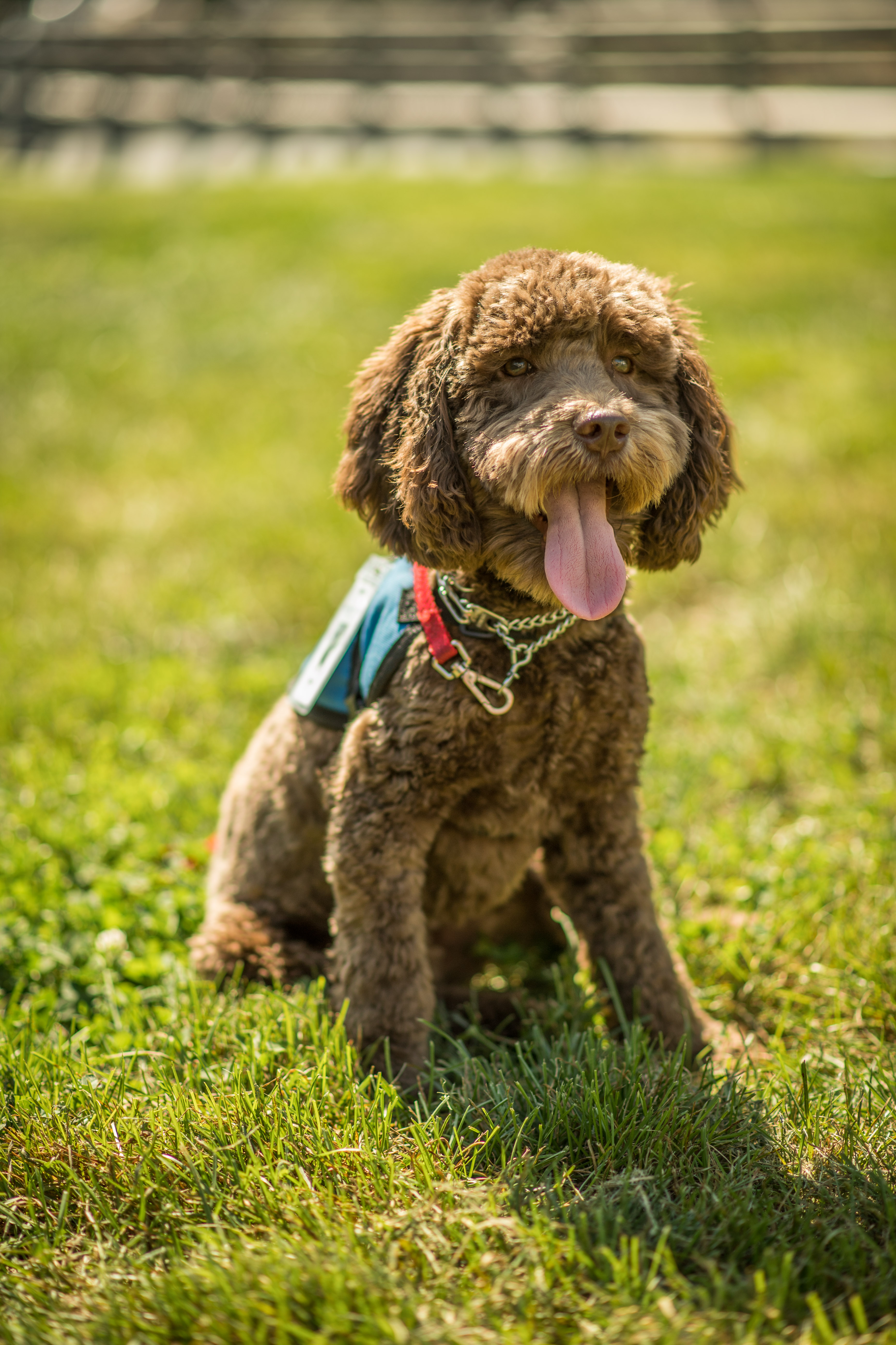 A portrait of Bear, the service dog