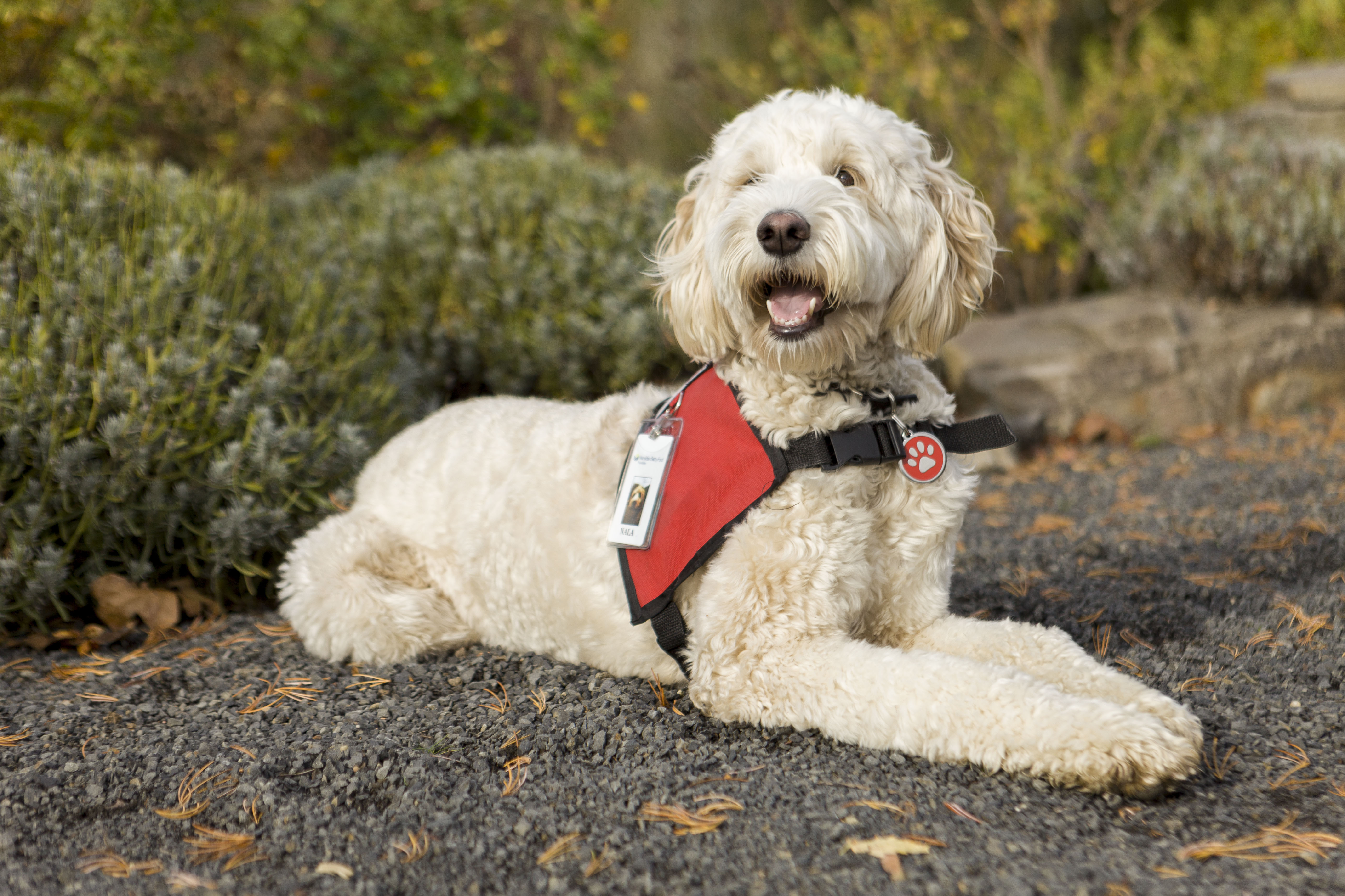 Assistant dog Nala laying with a red vest 